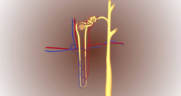 The function of the nephron is to convert blood to urine and consists of the tubular system and the renal corpuscle.3D rendering - Foto, afbeelding