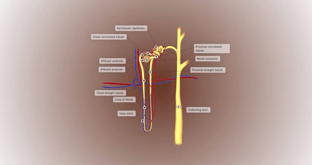 The function of the nephron is to convert blood to urine and consists of the tubular system and the renal corpuscle.3D rendering - Valokuva, kuva