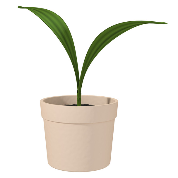 grüne Pflanze auf weiß - Foto, Bild