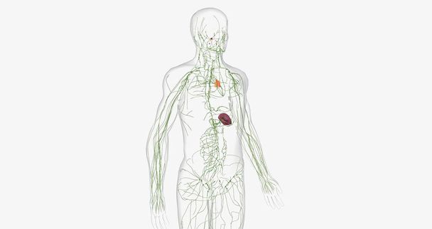 The lymphatic system is a network of organs, tissues, vessels and nodes that filter the lymph throughout the body. 3D rendering - 写真・画像