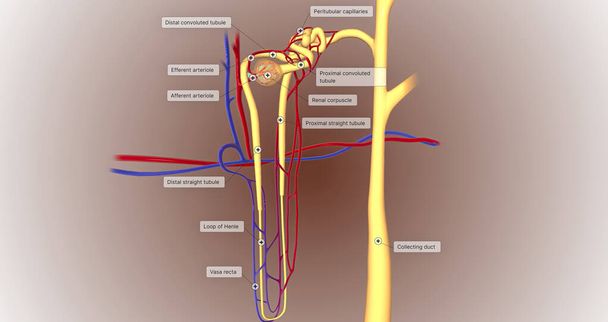 The function of the nephron is to convert blood to urine and consists of the tubular system and the renal corpuscle.3D rendering - Fotoğraf, Görsel