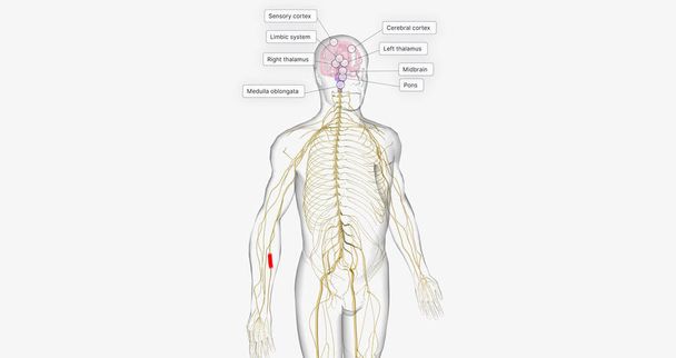 The pain pathway is a route of signals that takes place within the nervous system to perceive, transmit, process, and react to pain. 3D rendering - Photo, Image