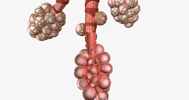 The alveoli are tiny air-filled pockets located in the lungs. 3D rendering - Photo, image