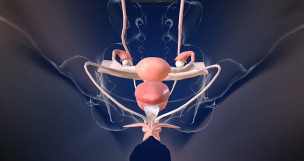 The Female reproductive organ anatomy 3D rendering - Foto, afbeelding