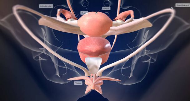 The Female reproductive organ anatomy 3D rendering - Photo, image