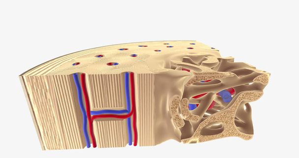 The Healty Bone Cross Section 3D rendering - Фото, изображение