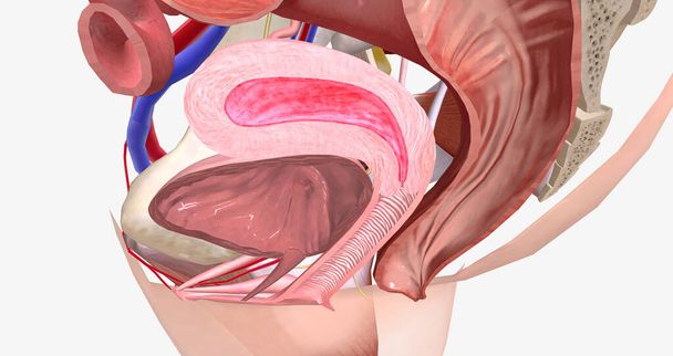 Menstruation is a normal, monthly process to shed the inner lining of the uterus. 3D rendering - Photo, image