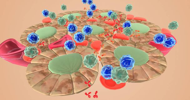 Autoimmune attack on thyroid cells 3D rendering - Foto, Bild