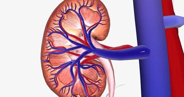Blood enters the kidneys through an artery from the heart 3D rendering - Φωτογραφία, εικόνα