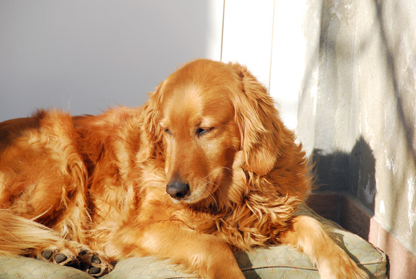 Golden retriever perro - Foto, imagen