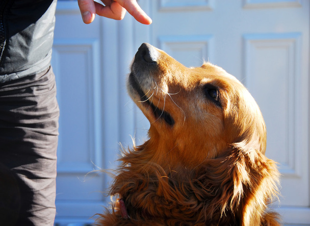 Culpable retrato de perro golden retriever
 - Foto, imagen