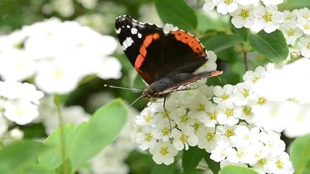 Extracto de mariposa Polen de flores
 - Metraje, vídeo