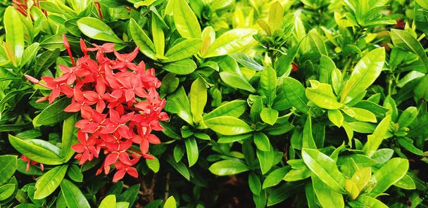 Beautiful bouquet of Spike, red or Ixora flower blooming at garden. Beauty of Nature, Growing life and Natural plant. Scientific name of flower is Ixora coccine - Photo, Image