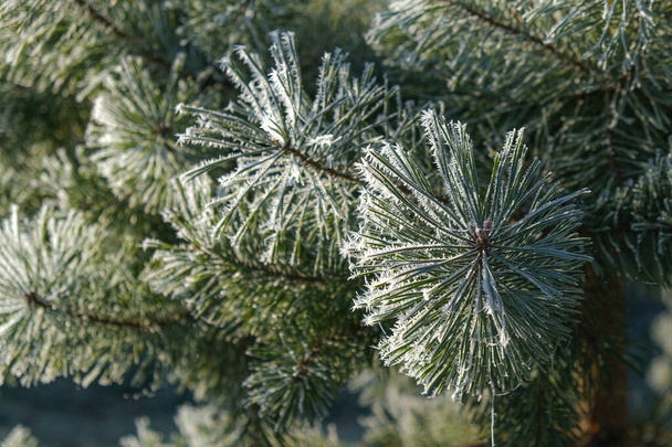 Morning frost on pine needles. Beautiful frosty morning. - Photo, Image