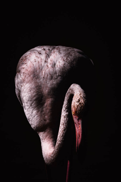 Front view of a pink flamingo up close - Fotoğraf, Görsel