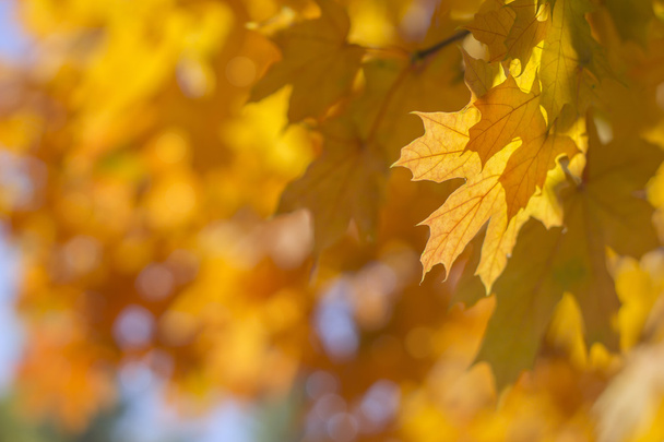 yellow and orange maple leaves  - Foto, imagen