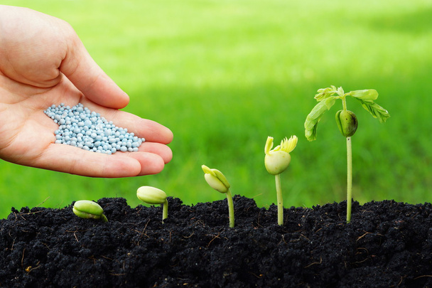 Hand giving chemical fertilizer to plants - Photo, Image