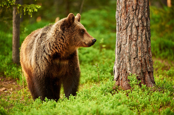 Bruine beer in het bos - Foto, afbeelding