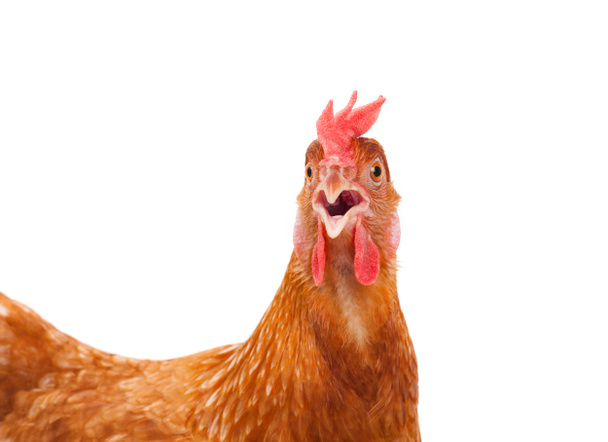 κεφάλι κοτόπουλο κότα σοκ και αστεία περίεργο απομονωθεί λευκό ΒΑ - Φωτογραφία, εικόνα