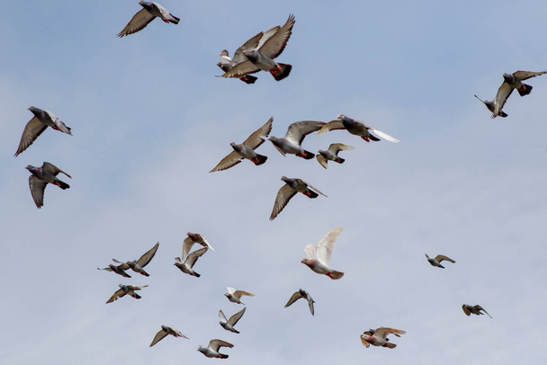 bandada de palomas mensajeras volando contra el cielo azul claro - Foto, Imagen