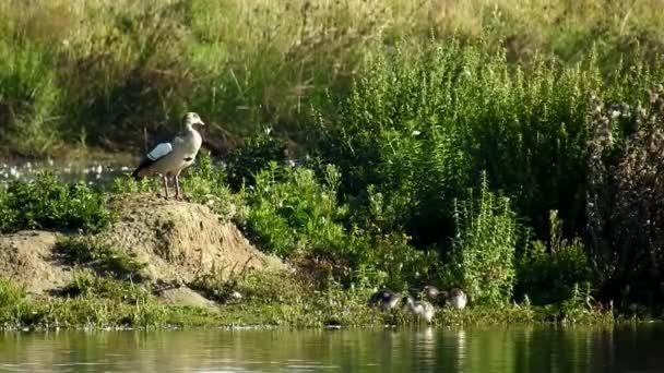 Egyptian geese with chicks at the water - Footage, Video