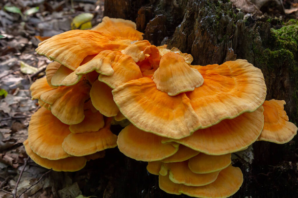 Сірко-жовтий відтінок латини Laetiporus sulphureus - це гриб, вирощений на дереві, жовтуватий гриб.. - Фото, зображення