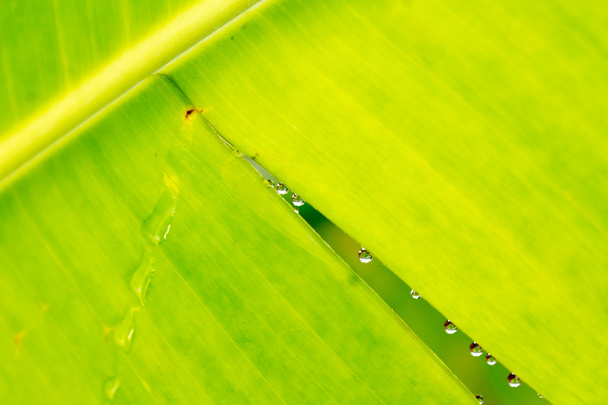 Banana leaf - Photo, Image