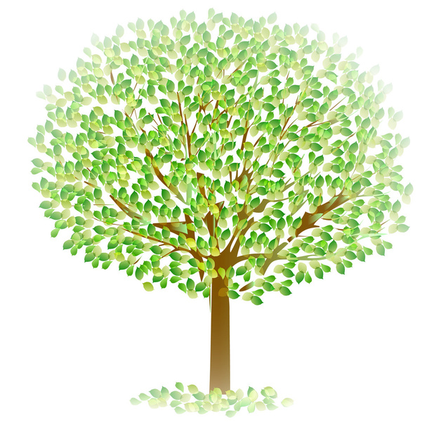Leaf tree fresh green - Vector, Image