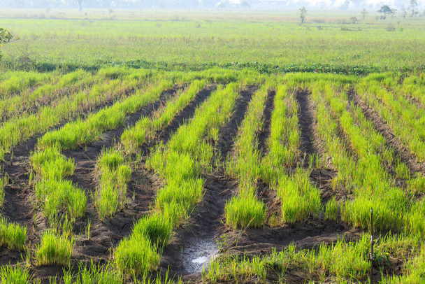 Індонезія є сільськогосподарською країною, має дуже широкий аграрний простір. Майже всі райони Індонезії мають рисові поля.. - Фото, зображення