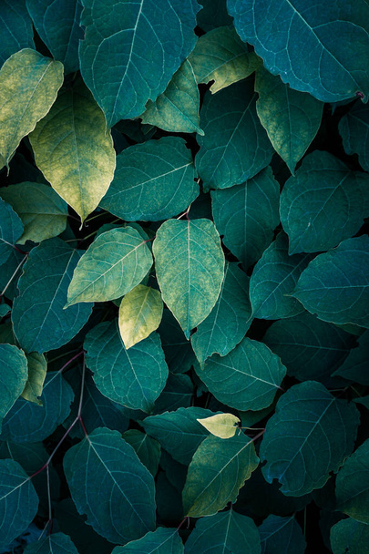 green plant japanese knotweed leaves in springtime, fallopia japonica leaves  - Photo, Image