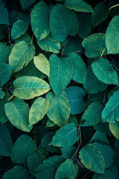 green plant japanese knotweed leaves in springtime, fallopia japonica leaves  - Foto, afbeelding