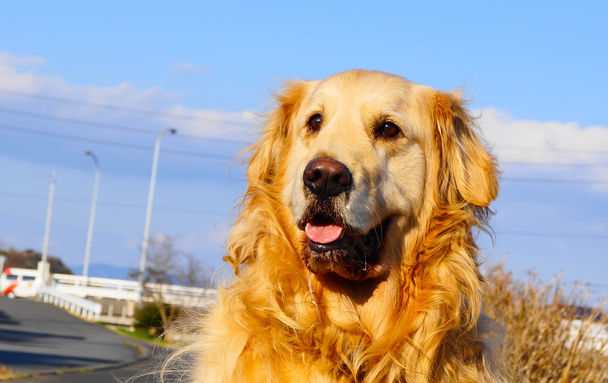 Golden retriever happy on sunny day in japan - Photo, Image