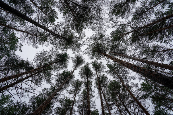 Bottom view of the trunks of pine trees against a clear sky. - Foto, afbeelding