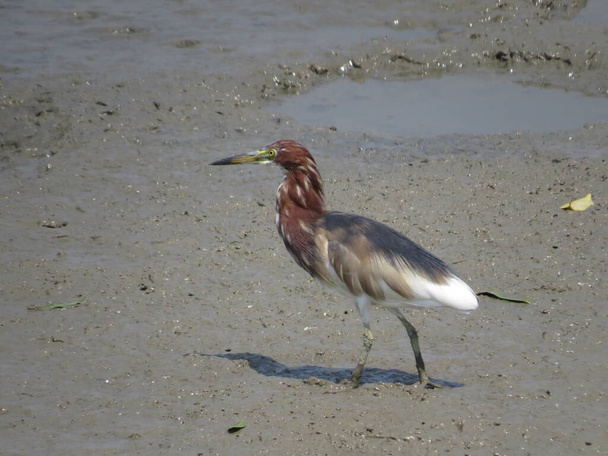 a Outer Banks bird on sandy shore of canal. - Foto, afbeelding