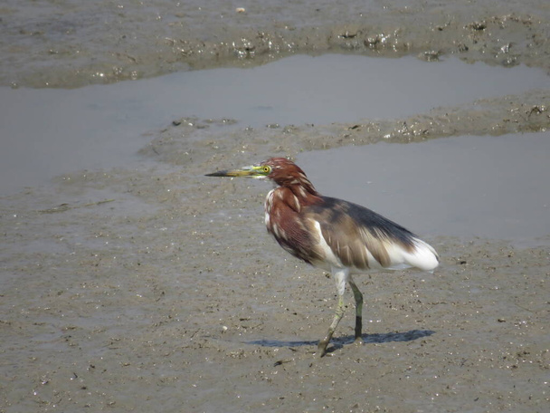 a Outer Banks bird on sandy shore of canal. - Fotografie, Obrázek