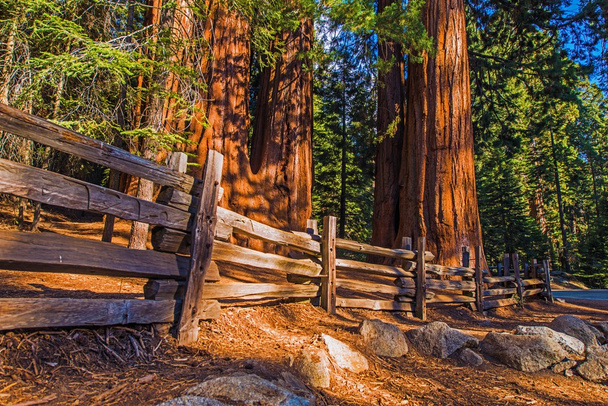 Place des séquoias géants
 - Photo, image