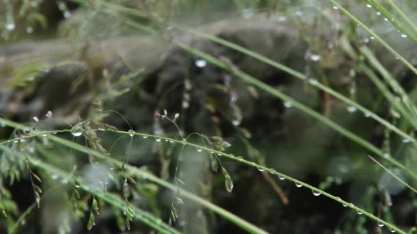 gras waterdruppel - Video