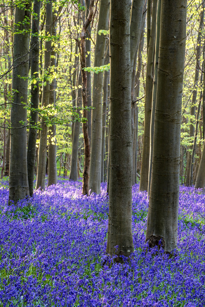 Εκπληκτική bluebell λουλούδια στο ανοιξιάτικο δάσος τοπίο - Φωτογραφία, εικόνα