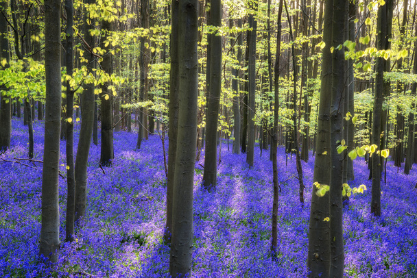 schöner Morgen im Frühling Blauglockenwald mit Sonnenstrahlen throu - Foto, Bild