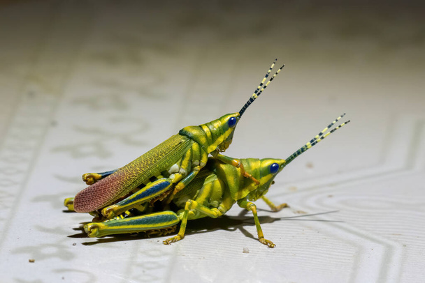 Mating pair of Painted Grasshoppers photographed in greater rann of Kutch - Photo, Image