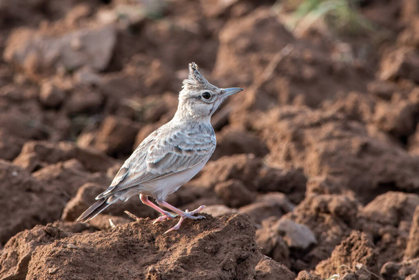Crested Lark sitting in the fields at Shokaliya, Rajasthan, India - 写真・画像