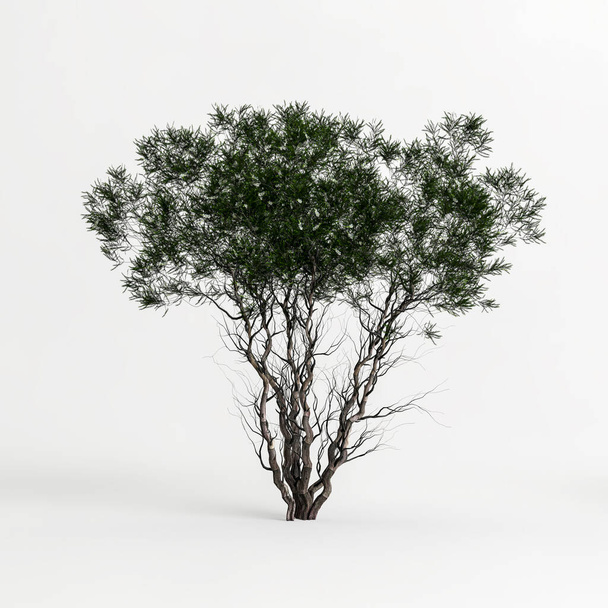 3d illustration of melaleuca lanceolata tree isolated on white background - Photo, image