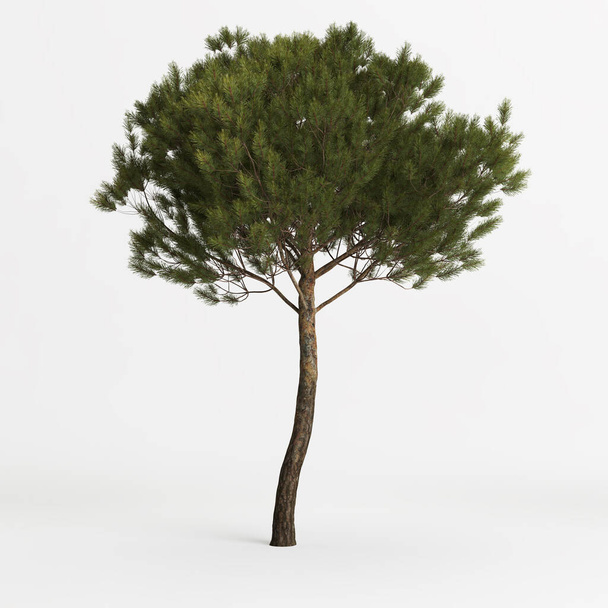 3d illustration of medium pinus pinea tree isolated on white background - Foto, Imagem