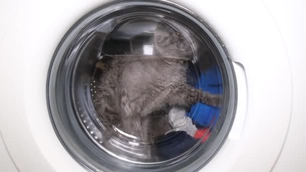 A domestic cat climbed into the washing machine with dirty clothes. Funny fluffy cat - Materiał filmowy, wideo