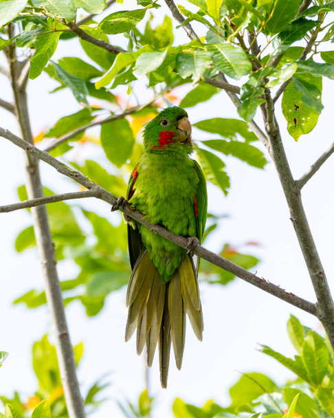 The White-eyed Parakeet also know Maritaca perched on a branch. Species Psittacara leucophthalmus. Colored feathers. animal world. bird lover. birding. Birdwatcher. - Fotografie, Obrázek