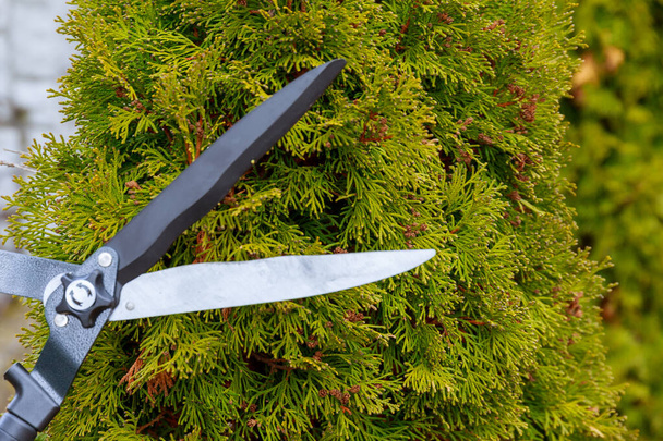 Pruning thuja with garden shears. The gardener works in the garden. Agriculture. - Photo, image