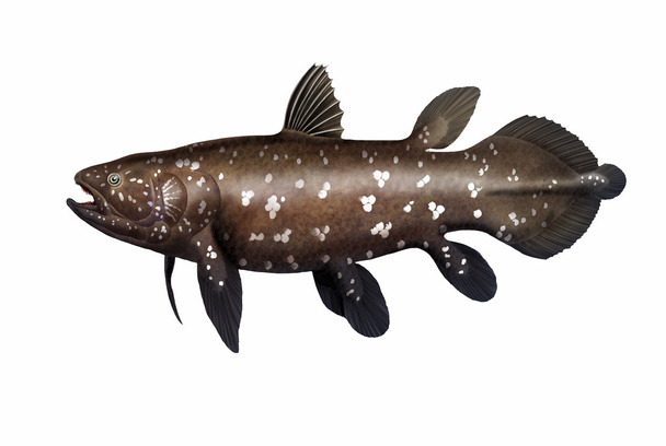 Coelacanth - Φωτογραφία, εικόνα