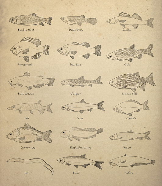 Freshwater fish - Photo, Image
