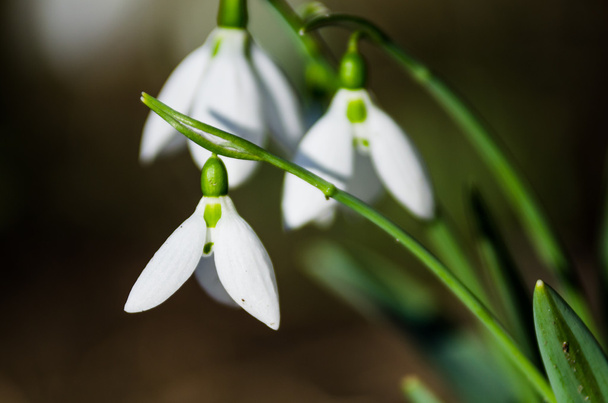Snowdrops close up view - Photo, Image