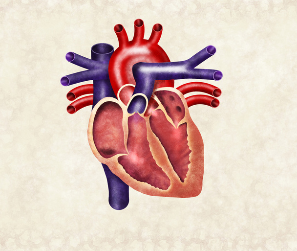 Coração humano
 - Foto, Imagem